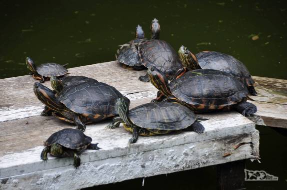 Poço de tartarugas no Museu Oceanográfico de Rio Grande, no sul do Rio Grande do Sul